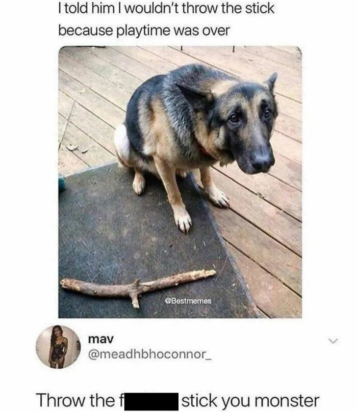 This Page Shared 31 New Memes That Show Why Dogs Are So Lovable And Entertaining