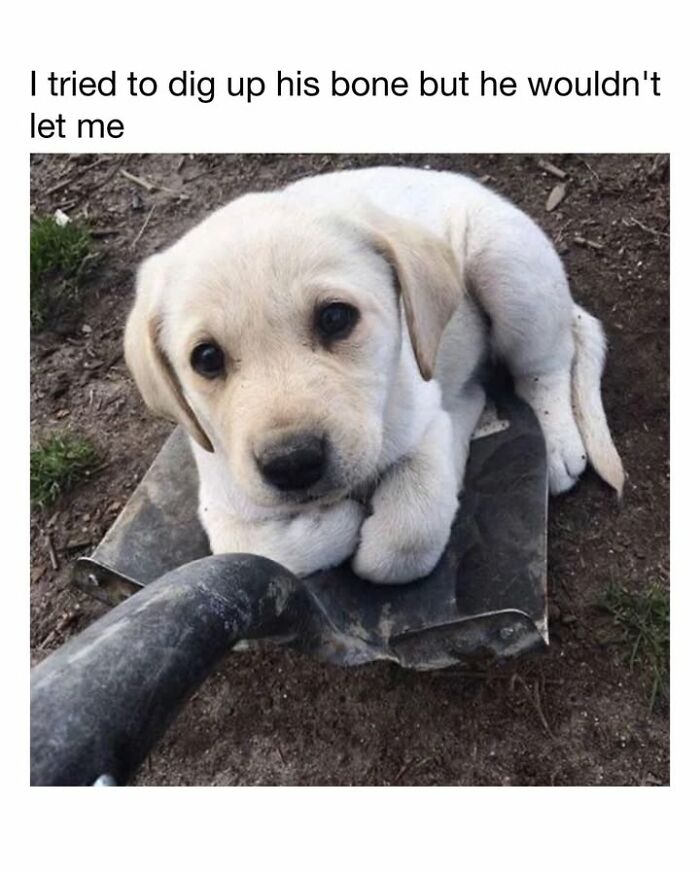 30 Hilariously Cute Dog Memes To Give You A Much-Needed Dose Of Happiness, As Shared By This Page