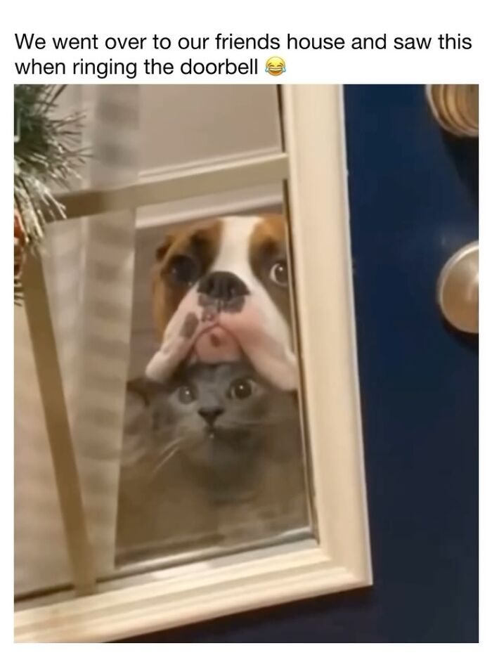 30 Hilariously Cute Dog Memes To Give You A Much-Needed Dose Of Happiness, As Shared By This Page