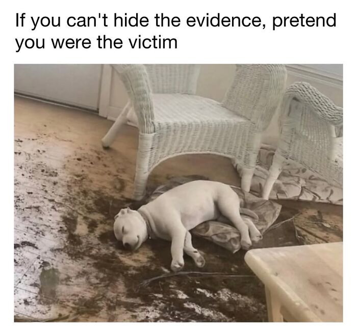 30 Hilariously Cute Dog Memes To Give You A Much-Needed Dose Of Happiness, As Shared By This Page