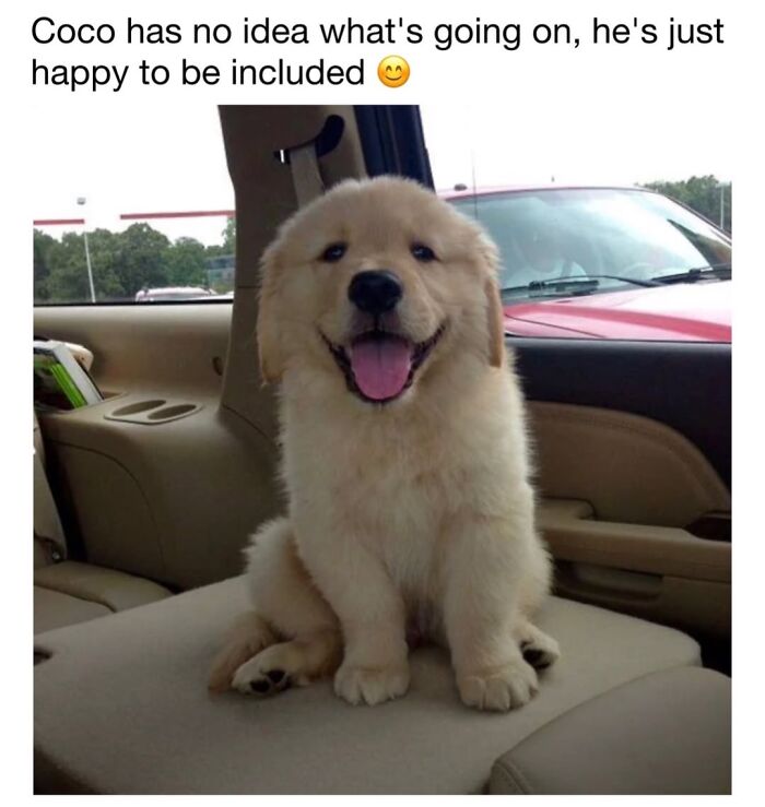 30 Hilariously Cute Dog Memes To Give You A Much-Needed Dose Of Happiness, As Shared By This Page