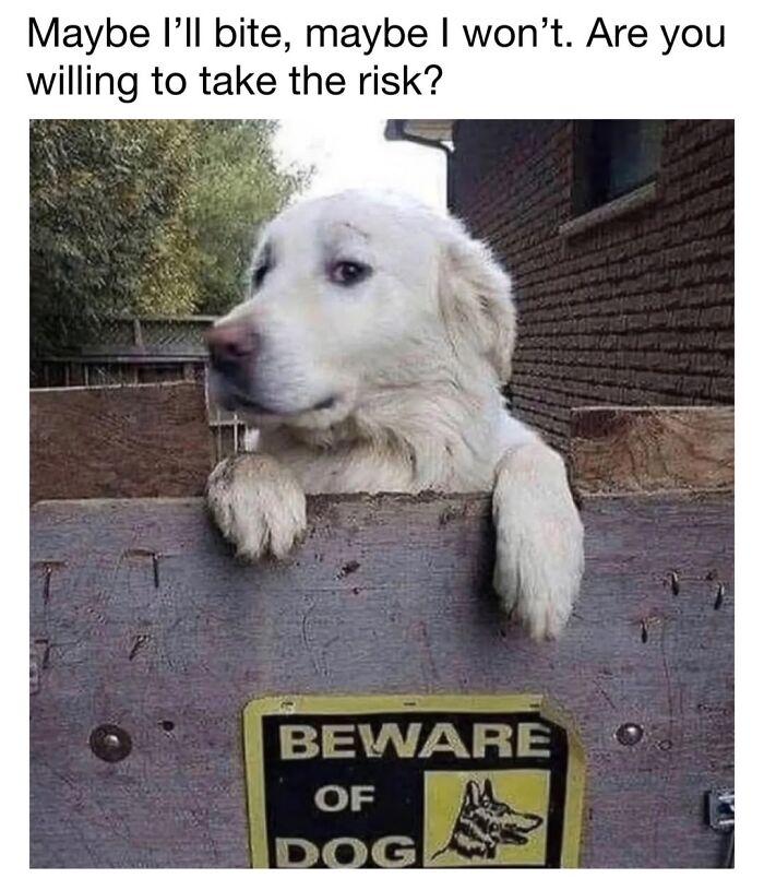 30 Hilariously Cute Dog Memes To Give You A Much-Needed Dose Of Happiness, As Shared By This Page