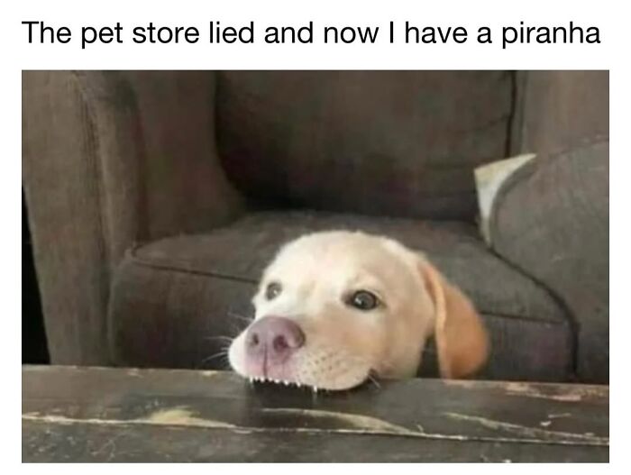 30 Hilariously Cute Dog Memes To Give You A Much-Needed Dose Of Happiness, As Shared By This Page