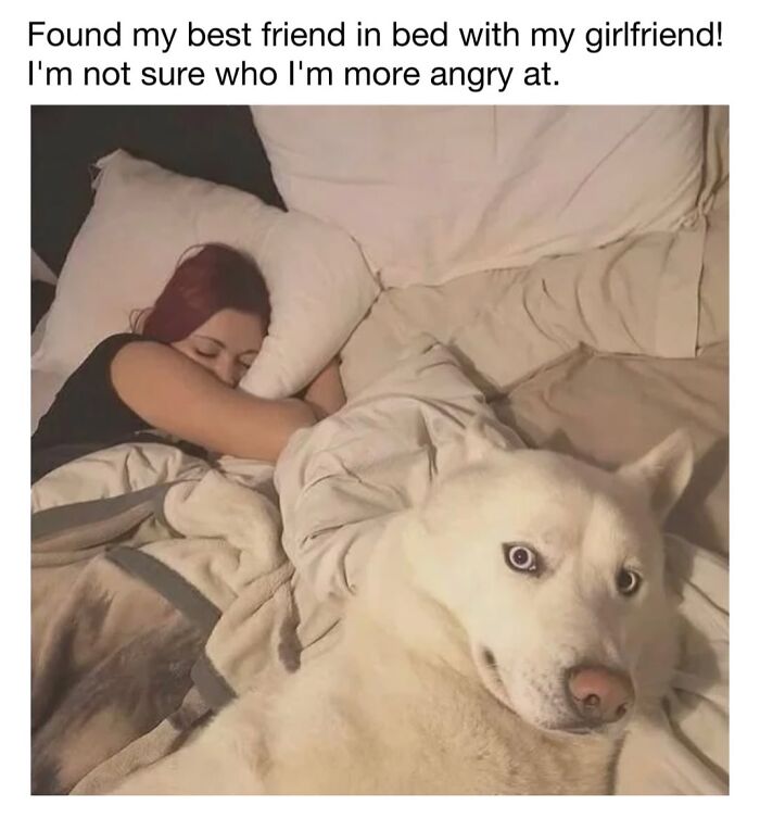 30 Hilariously Cute Dog Memes To Give You A Much-Needed Dose Of Happiness, As Shared By This Page