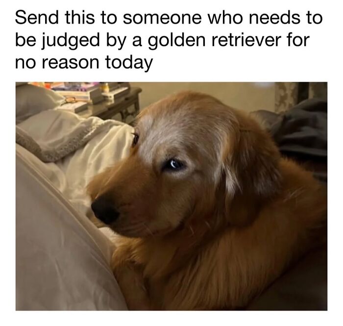 30 Hilariously Cute Dog Memes To Give You A Much-Needed Dose Of Happiness, As Shared By This Page