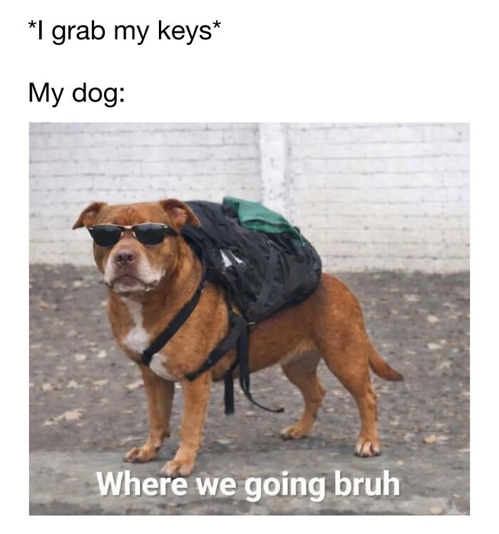 30 Hilariously Cute Dog Memes To Give You A Much-Needed Dose Of Happiness, As Shared By This Page