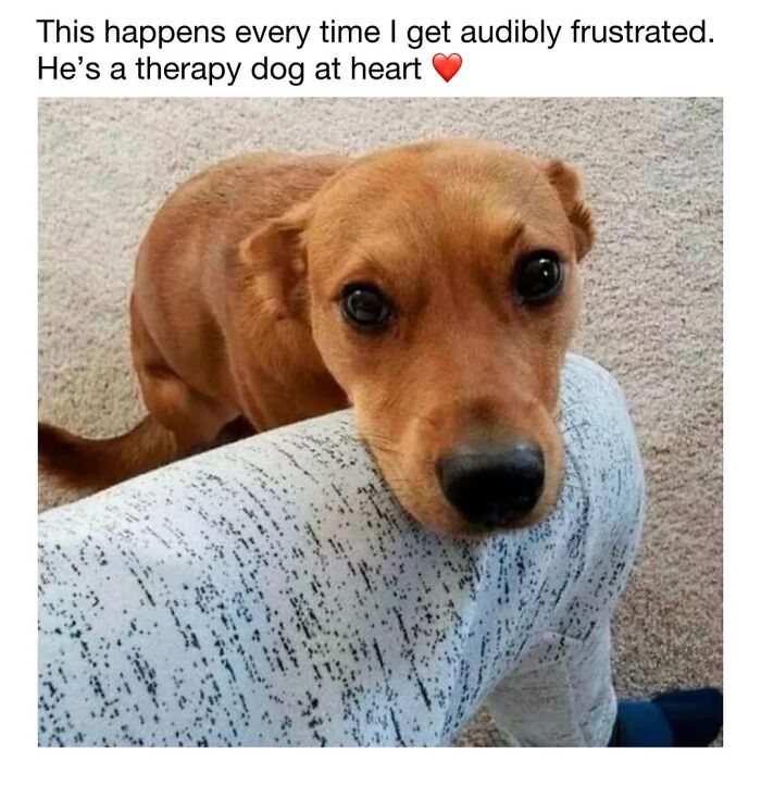 30 Hilariously Cute Dog Memes To Give You A Much-Needed Dose Of Happiness, As Shared By This Page