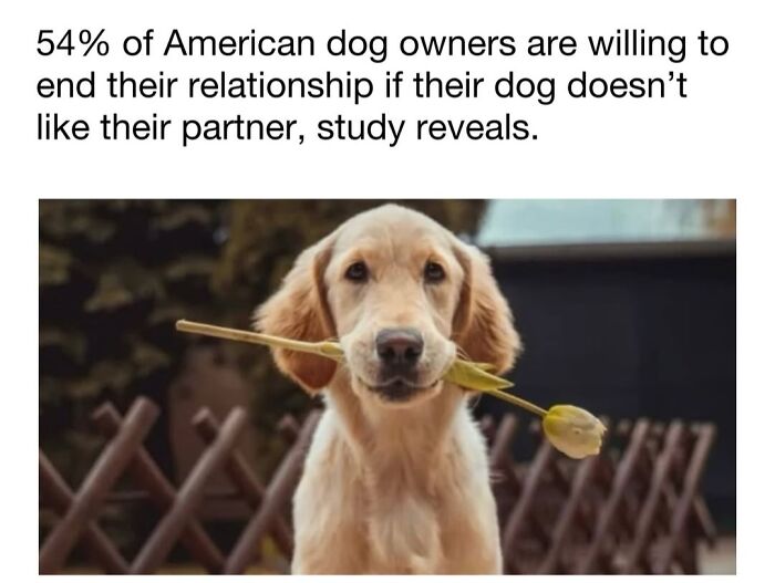 30 Hilariously Cute Dog Memes To Give You A Much-Needed Dose Of Happiness, As Shared By This Page