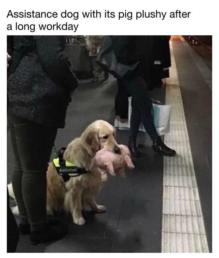 30 Hilariously Cute Dog Memes To Give You A Much-Needed Dose Of Happiness, As Shared By This Page