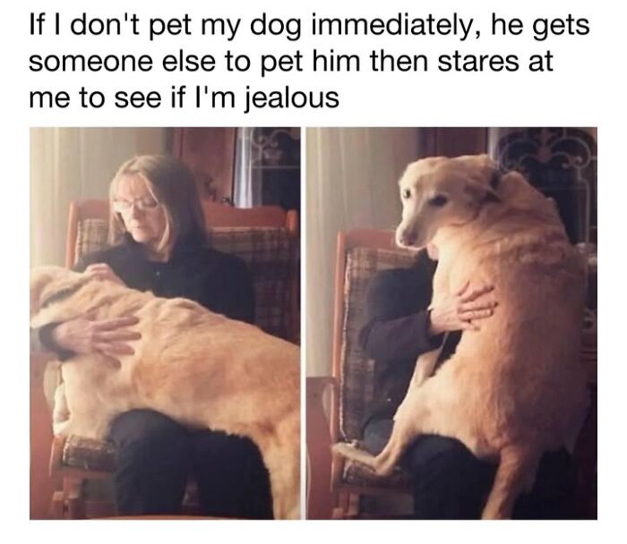 30 Hilariously Cute Dog Memes To Give You A Much-Needed Dose Of Happiness, As Shared By This Page