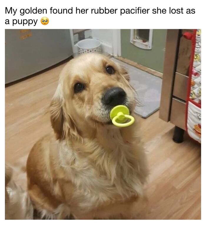 30 Hilariously Cute Dog Memes To Give You A Much-Needed Dose Of Happiness, As Shared By This Page