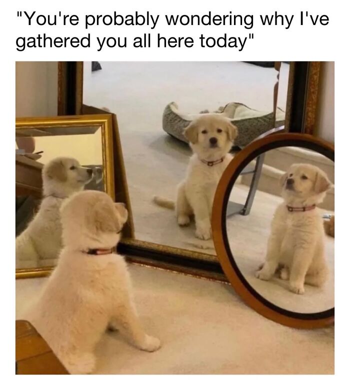 30 Hilariously Cute Dog Memes To Give You A Much-Needed Dose Of Happiness, As Shared By This Page