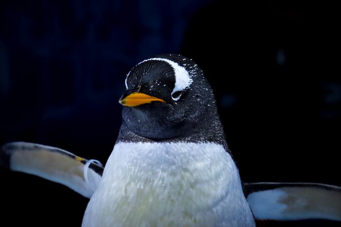 Scientists Stun The World By Identifying A Brand-New Penguin Species After Over 100 Years