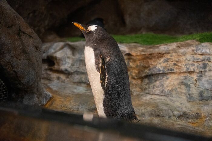 Scientists Stun The World By Identifying A Brand-New Penguin Species After Over 100 Years