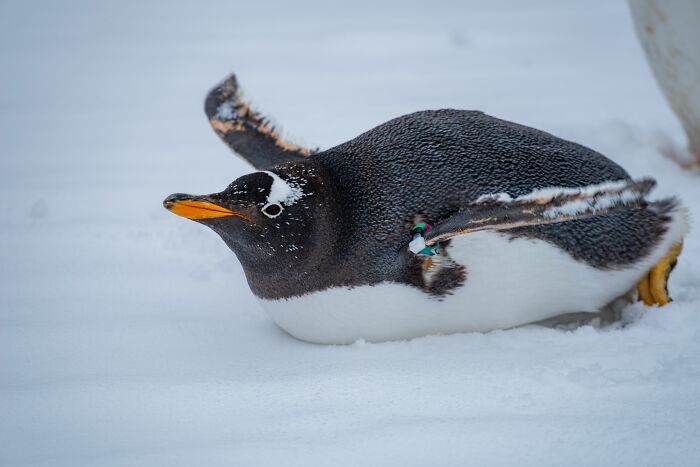 Scientists Stun The World By Identifying A Brand-New Penguin Species After Over 100 Years