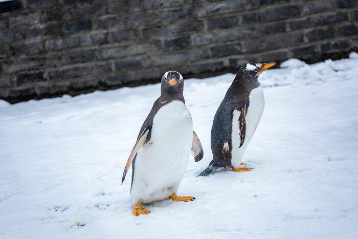 Scientists Stun The World By Identifying A Brand-New Penguin Species After Over 100 Years