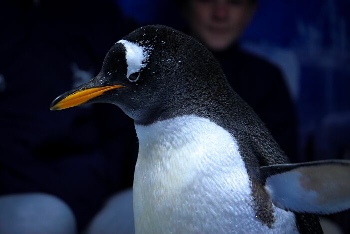 Scientists Stun The World By Identifying A Brand-New Penguin Species After Over 100 Years