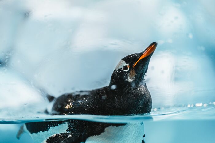 Scientists Stun The World By Identifying A Brand-New Penguin Species After Over 100 Years