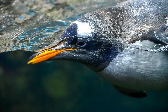 Scientists Stun The World By Identifying A Brand-New Penguin Species After Over 100 Years