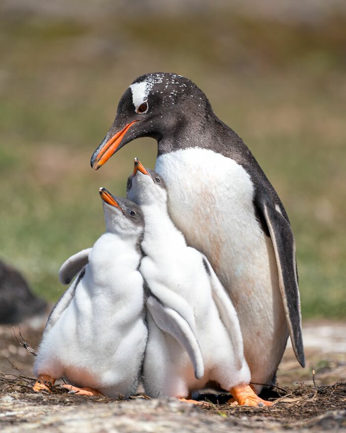 Scientists Stun The World By Identifying A Brand-New Penguin Species After Over 100 Years