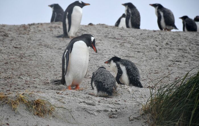 Scientists Stun The World By Identifying A Brand-New Penguin Species After Over 100 Years
