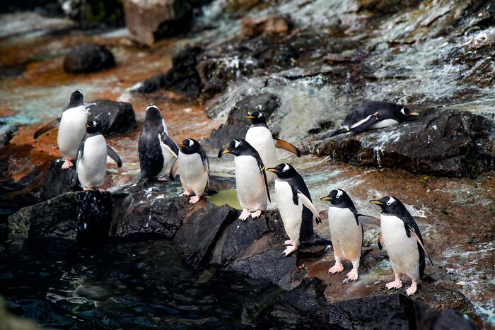 Scientists Stun The World By Identifying A Brand-New Penguin Species After Over 100 Years