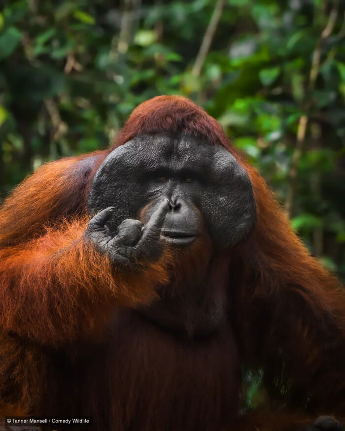 47 Of The Funniest Wildlife Photos From The 2026 Nikon Comedy Wildlife Awards Finalists