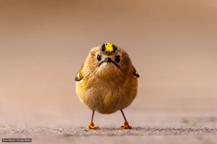 47 Of The Funniest Wildlife Photos From The 2026 Nikon Comedy Wildlife Awards Finalists