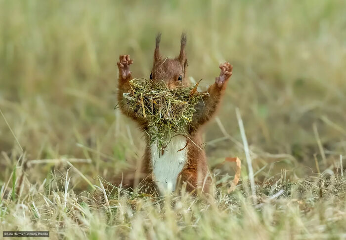 47 Of The Funniest Wildlife Photos From The 2026 Nikon Comedy Wildlife Awards Finalists