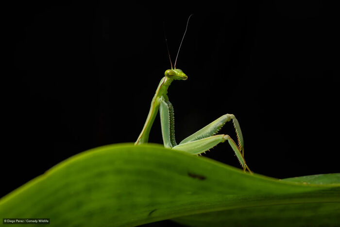 47 Of The Funniest Wildlife Photos From The 2026 Nikon Comedy Wildlife Awards Finalists