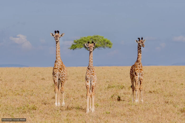 47 Of The Funniest Wildlife Photos From The 2026 Nikon Comedy Wildlife Awards Finalists