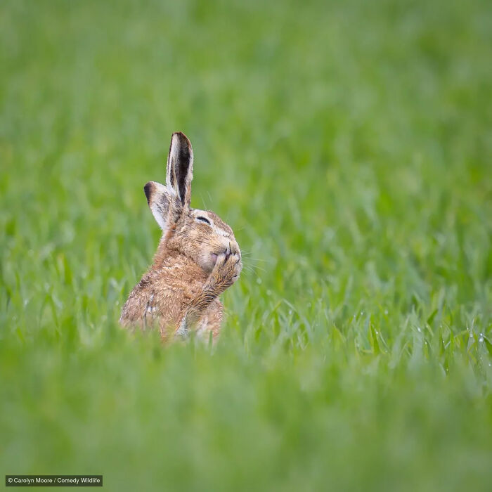 47 Of The Funniest Wildlife Photos From The 2026 Nikon Comedy Wildlife Awards Finalists