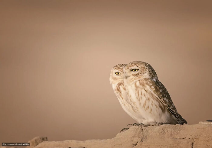 47 Of The Funniest Wildlife Photos From The 2026 Nikon Comedy Wildlife Awards Finalists