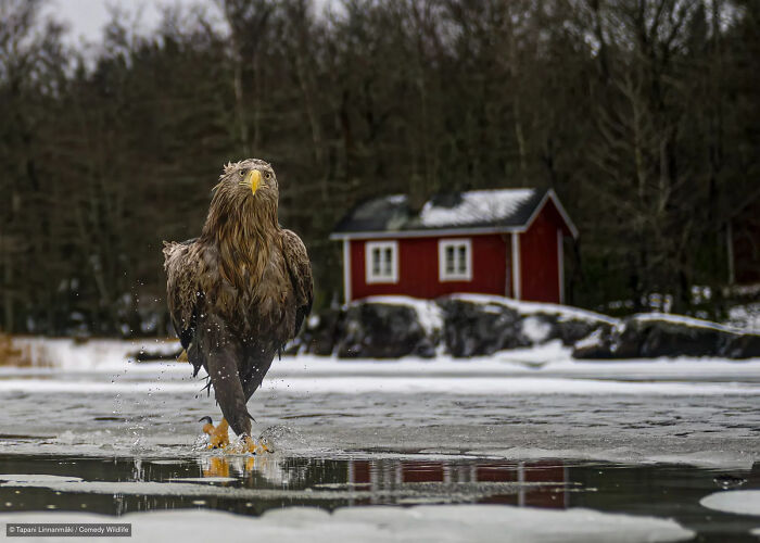 47 Of The Funniest Wildlife Photos From The 2026 Nikon Comedy Wildlife Awards Finalists