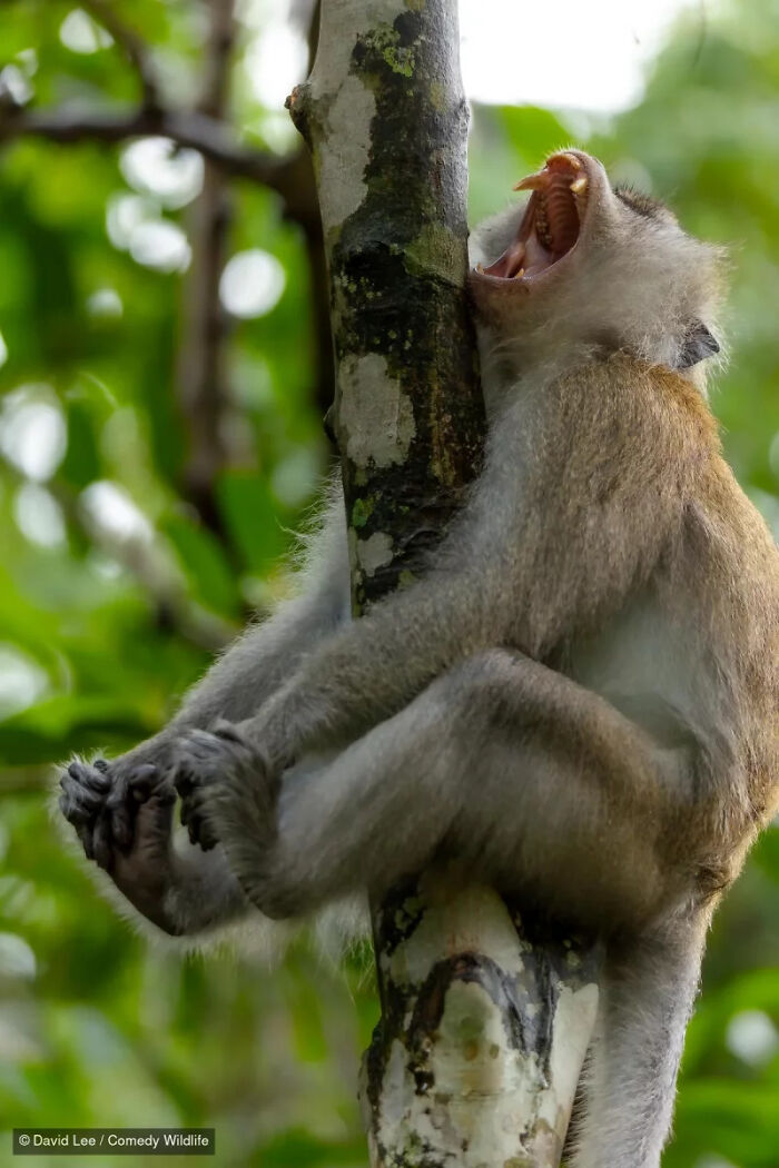 47 Of The Funniest Wildlife Photos From The 2026 Nikon Comedy Wildlife Awards Finalists