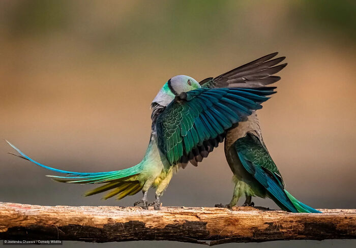 47 Of The Funniest Wildlife Photos From The 2026 Nikon Comedy Wildlife Awards Finalists