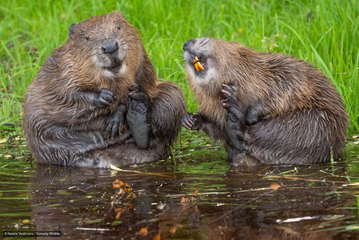 47 Of The Funniest Wildlife Photos From The 2026 Nikon Comedy Wildlife Awards Finalists