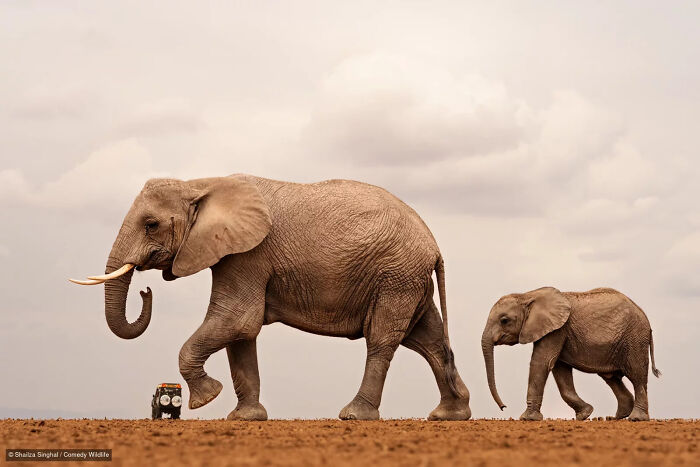 47 Of The Funniest Wildlife Photos From The 2026 Nikon Comedy Wildlife Awards Finalists