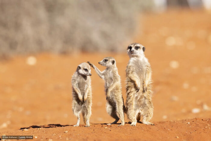 47 Of The Funniest Wildlife Photos From The 2026 Nikon Comedy Wildlife Awards Finalists