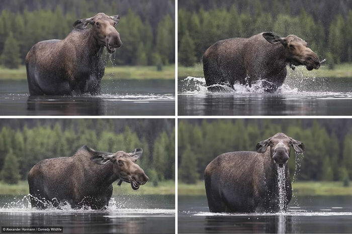 47 Of The Funniest Wildlife Photos From The 2026 Nikon Comedy Wildlife Awards Finalists