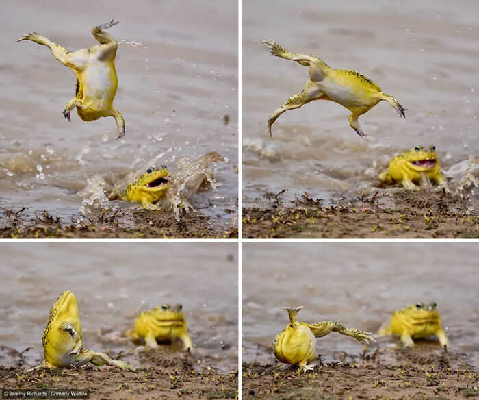 47 Of The Funniest Wildlife Photos From The 2026 Nikon Comedy Wildlife Awards Finalists