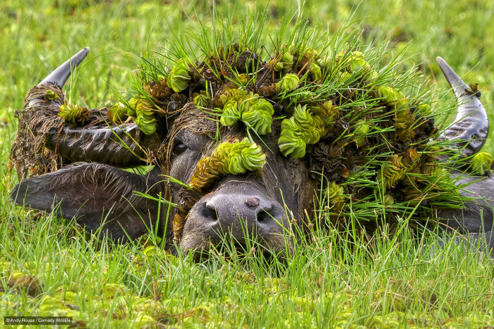 47 Of The Funniest Wildlife Photos From The 2026 Nikon Comedy Wildlife Awards Finalists