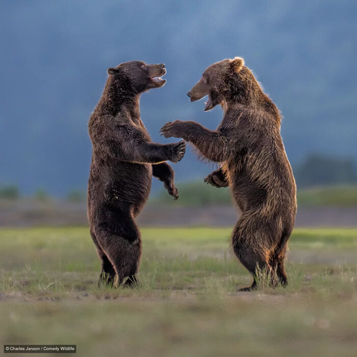 47 Of The Funniest Wildlife Photos From The 2026 Nikon Comedy Wildlife Awards Finalists