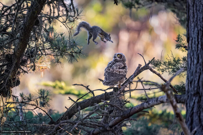 47 Of The Funniest Wildlife Photos From The 2026 Nikon Comedy Wildlife Awards Finalists