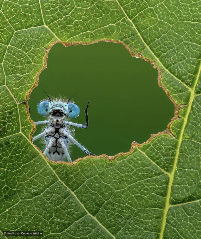 47 Of The Funniest Wildlife Photos From The 2026 Nikon Comedy Wildlife Awards Finalists