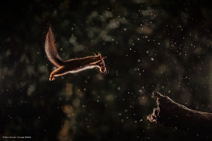 47 Of The Funniest Wildlife Photos From The 2026 Nikon Comedy Wildlife Awards Finalists