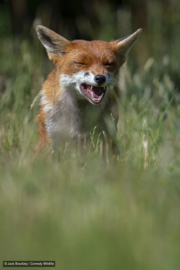 47 Of The Funniest Wildlife Photos From The 2026 Nikon Comedy Wildlife Awards Finalists