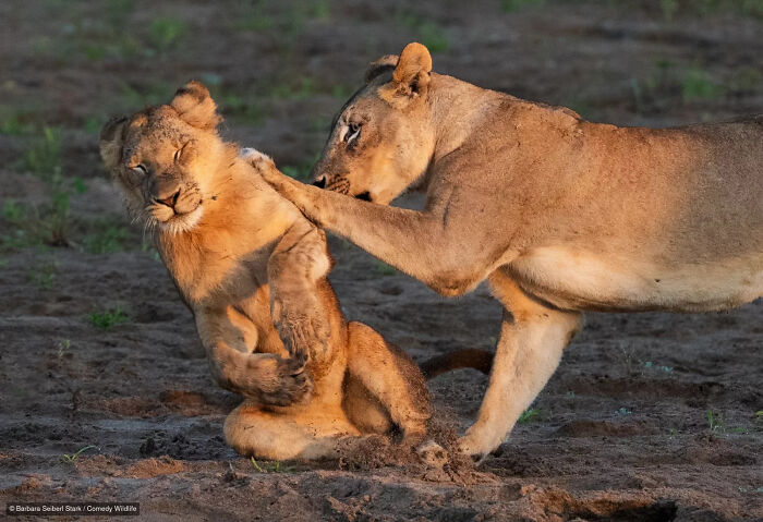 47 Of The Funniest Wildlife Photos From The 2026 Nikon Comedy Wildlife Awards Finalists