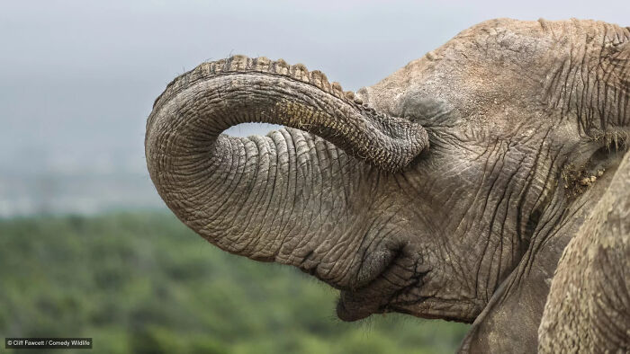 47 Of The Funniest Wildlife Photos From The 2026 Nikon Comedy Wildlife Awards Finalists