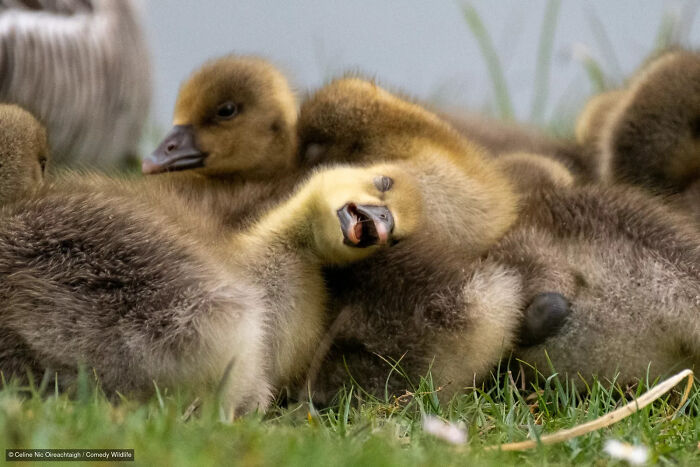 47 Of The Funniest Wildlife Photos From The 2026 Nikon Comedy Wildlife Awards Finalists